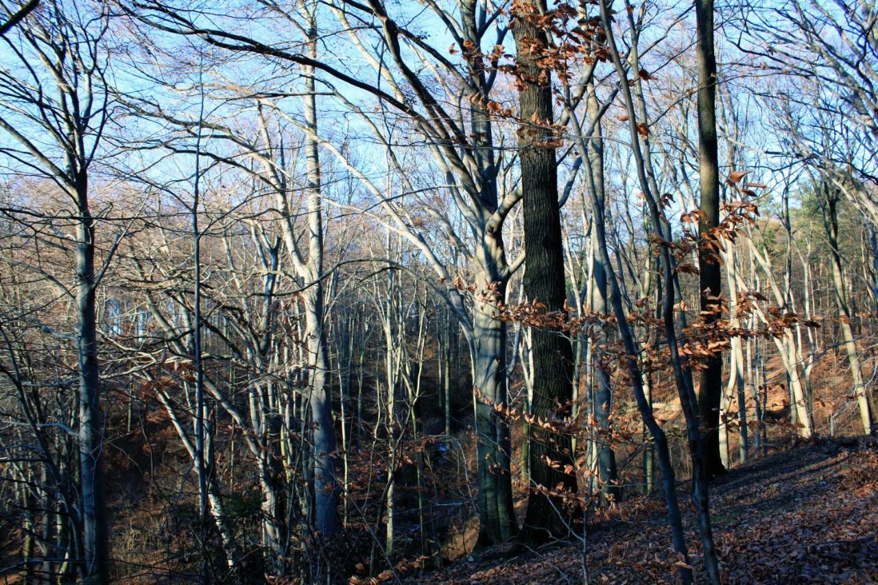 Ferienwohnung Natur Und Kunst Dresden Exteriör bild