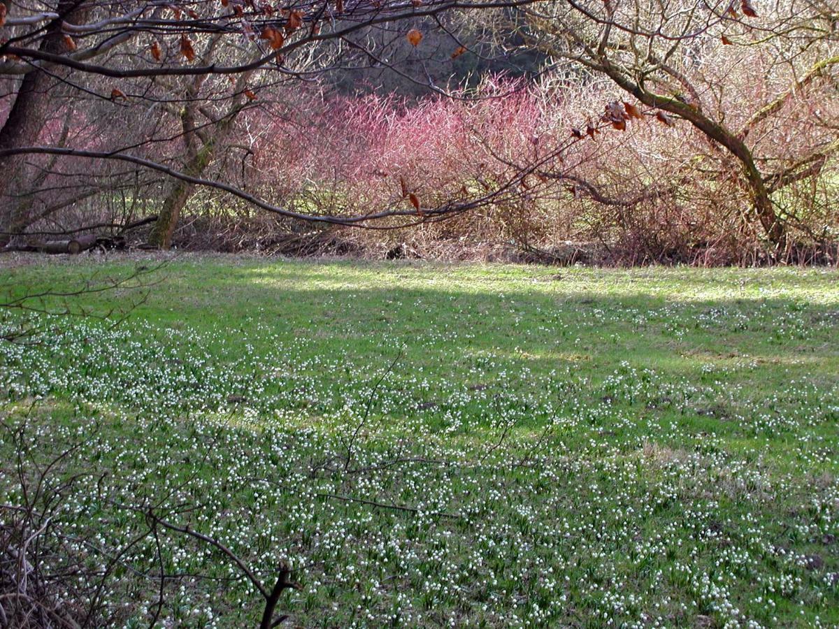Ferienwohnung Natur Und Kunst Dresden Exteriör bild